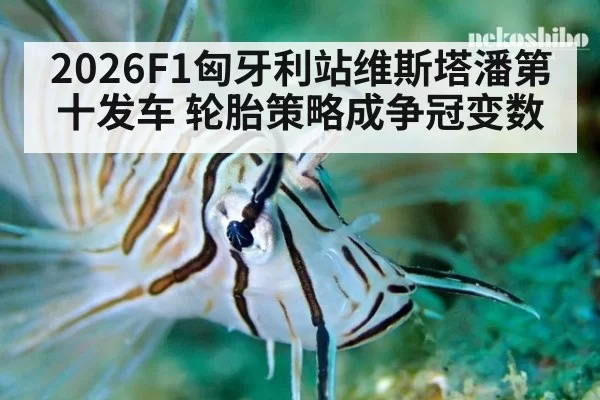 2026F1匈牙利站维斯塔潘第十发车 轮胎策略成争冠变数
